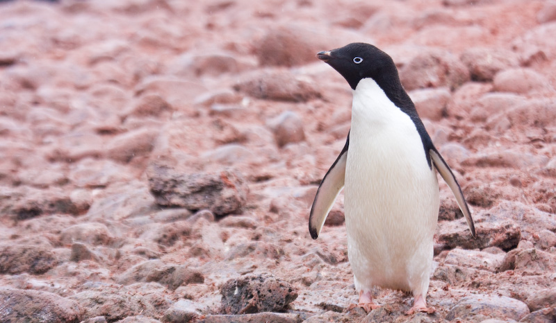 Adélie Penguin